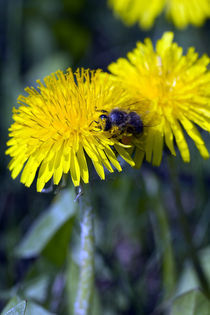 Bienen Poster 2011 3 von Falko Follert