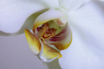 Orchideen von Falko Follert