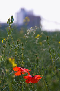 Die Blumen vor der Firma  von Falko Follert