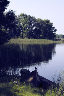 Vogel am See von Falko Follert