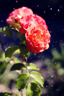 Rote Rosen im Regen von Falko Follert