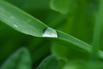 Wassertropfen Poster von Falko Follert