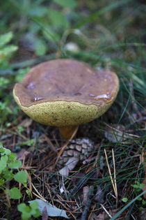 Pilze aus dem Wald von Falko Follert