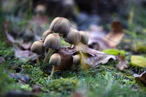 Pilze aus dem Wald 3 von Falko Follert