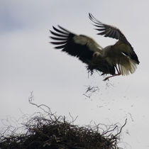 Storch beim Nest Bau  by Falko Follert
