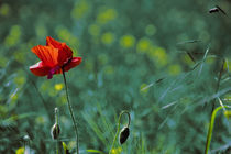 Die verschwundene Wiese der Liebe by Falko Follert