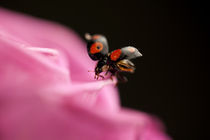 Schwarzer Marienkäfer auf der Rose 2 von Falko Follert