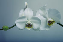 Orchideen von Falko Follert