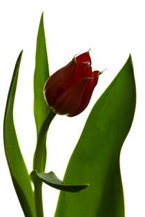 Tulpe 2012 von Falko Follert