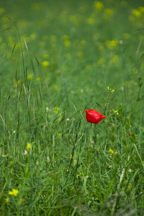 Mohnblume von Falko Follert