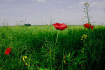 Sommermohn von Falko Follert