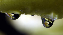 The dream of water drops von Falko Follert