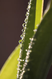 Wassertropfen, von Falko Follert