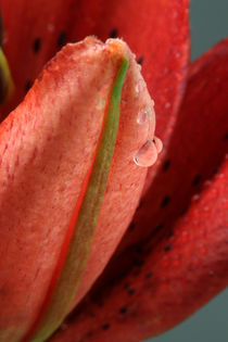 Lilie mit Wassertropfen 3 by Falko Follert