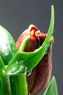 Lilien mit Wassertropfen 4 von Falko Follert