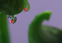 Lilien mit Wassertropfen 6 von Falko Follert