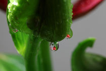 Lilien mit Wassertropfen 7 von Falko Follert