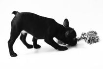 French Bulldog Welpen Poster 5 by Falko Follert