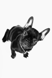 French Bulldog Welpen Poster 7 von Falko Follert