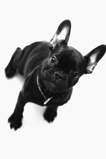 French Bulldog Welpen Poster 8 by Falko Follert