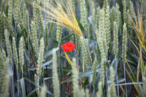 Mohn im Feld 3 von Falko Follert