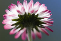 Gänseblume von Falko Follert