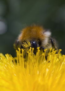 Ackerhummel von Falko Follert