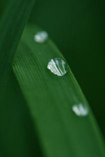 Wassertropfen Poster 2 von Falko Follert