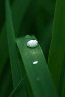 Wassertropfen auf Gras Poster 2 von Falko Follert