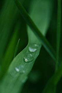 Wassertropfen auf Gras  von Falko Follert