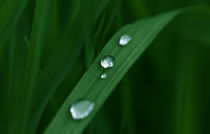 Wassertropfen auf Gras Kunstdruck von Falko Follert