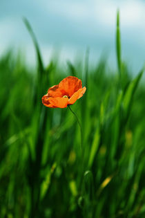 Mohnblume im Getreidefeld  von Falko Follert