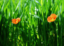 Mohnblume im Getreidefeld Passepartout von Falko Follert