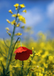 Mohnblume im Rapsfeld Poster von Falko Follert