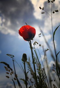 Klatschmohn Poster von Falko Follert