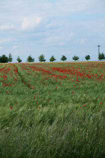 Mohnblumen im Getreidefeld by Falko Follert