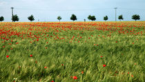 Mohnblumen im Getreidefeld 2 von Falko Follert