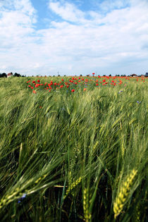 Liebe im Feld by Falko Follert