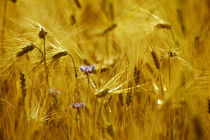 Kornblume im Getreidefeld von Falko Follert