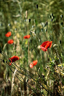 Einfaches Mohnblumenbild  by Falko Follert