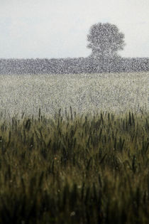 Regen Natur Poster 2011 von Falko Follert