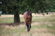 Pferd der Liebe von Falko Follert