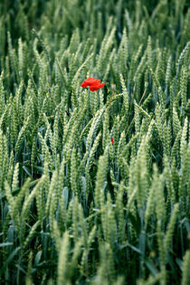 Mohn im Feld 2 von Falko Follert