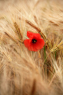 Die Mohnblume im Getreidefeld von Falko Follert