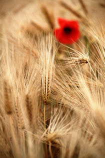 Getreide Natur Mohn Leben Liebe Fotografie von Falko Follert