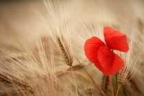 Mohnblume im Getreide von Falko Follert