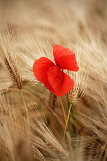 Mohnblume im Getreide Poster von Falko Follert