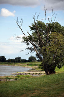 Stilles Rauschen an der Elbe von Falko Follert