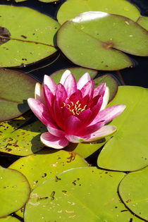 Seerose Meteor - Kirschrote Farben-Feuerkugel von Gerald Albach