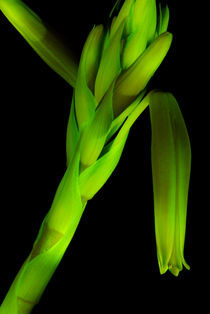 Aloe-Blütenstand in Wüstenlilien-Grün Fluoreszenz von Gerald Albach